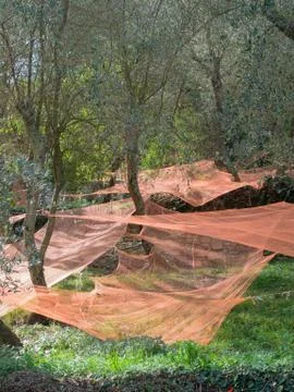 Colorful nets under olive trees harvesting fruits  to make oil Stock Photos
