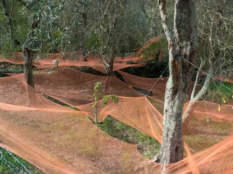 Colorful nets under olive trees harvesting fruits  to make oil Stock Photos
