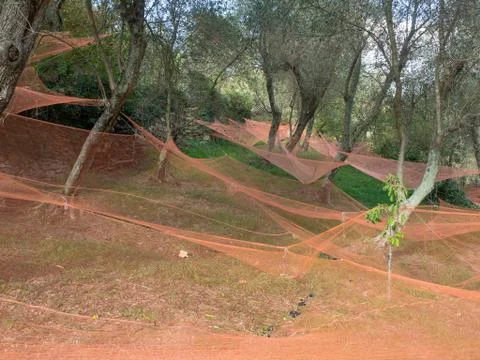 Colorful nets under olive trees harvesting fruits  to make oil Stock Photos