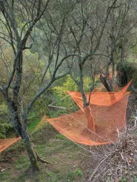 Colorful nets under olive trees harvesting fruits  to make oil Foto stock