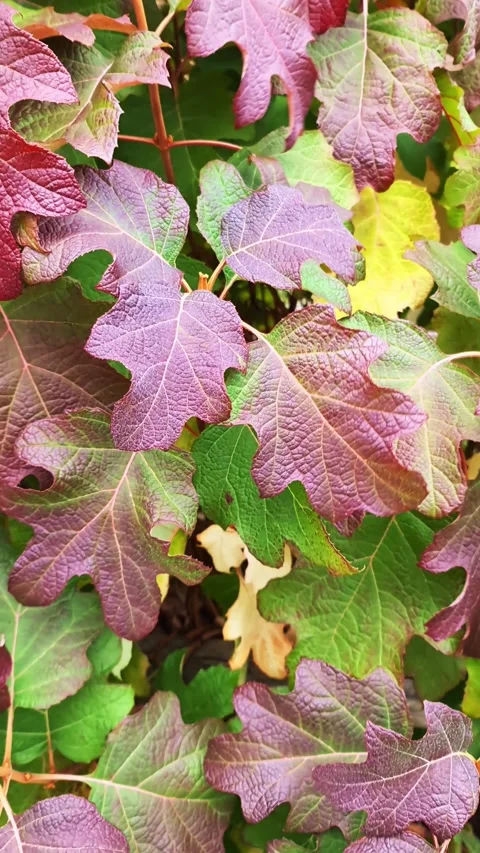 Colorful oakleaf hydrangea leaves changing in autumn Stockbeeldmateriaal 317886215