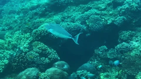 Colorful ocean creatures navigating coral landscapes peacefully Stock Footage 331882815