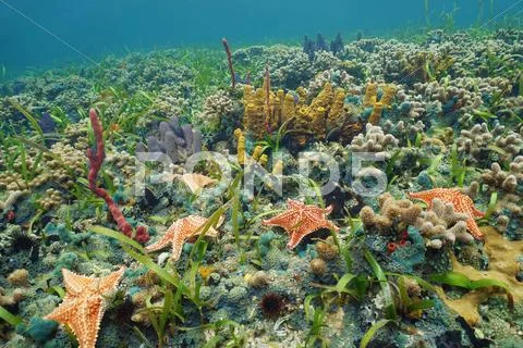 Colorful ocean floor with starfish on coral reef Stock Photos