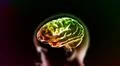 colorful orange brain in head Illustration