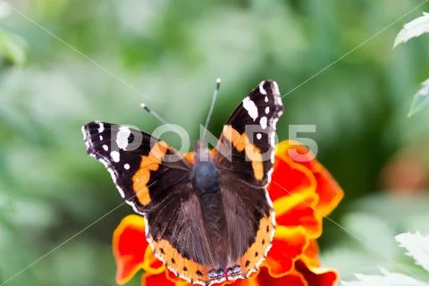 Colorful orange butterfly Stock Photos