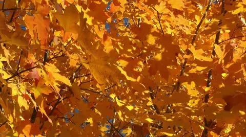 Colorful orange fall foliage Video stock 11024360