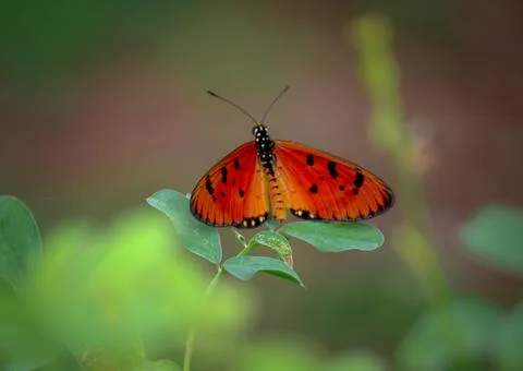 Colorful Oregon butterfly sitting on leaf with green bokeh background. Stock Photos