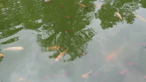 Colorful ornamental fish Stock Footage 221827403