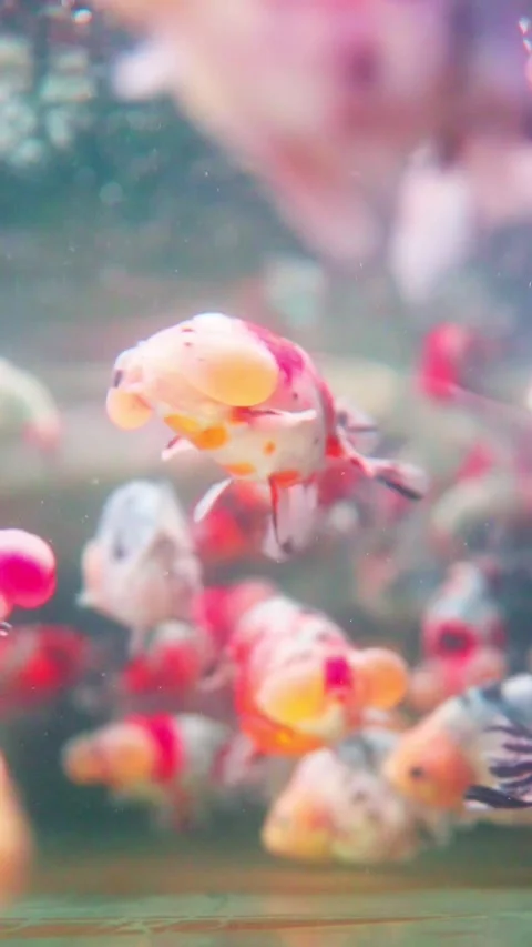 Colorful Ornamental Fish Stock Footage 327841632
