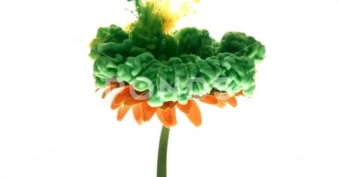Colorful paint cloud spraying on beautiful flower on white background. Stock Photos