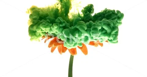 Colorful paint cloud spraying on beautiful flower on white background. Stock Photos