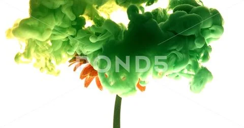 Colorful paint cloud spraying on beautiful flower on white background. Stock Photos