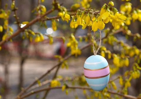 Colorful painted Easter egg hanging from a forsythia branch, showcasing vib.. Stock Photos