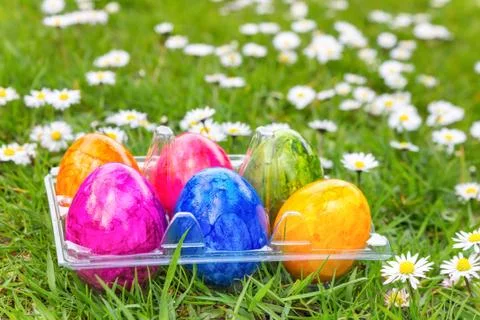 Colorful painted easter eggs in grass with daisies Stock Photos