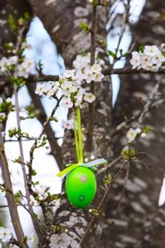 Colorful painted Easter eggs on the tree Stock Photos