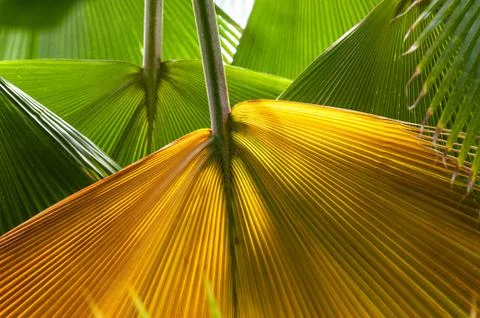 Colorful-Palm-tree-leaves Stock Photos