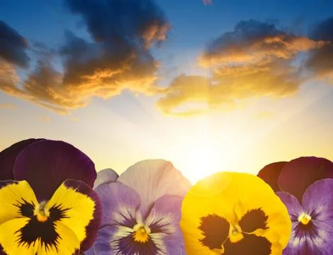Colorful pansies flower Foto stock