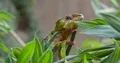 Colorful Panther Chameleon close up with green sunny nature bokeh background 4k or 4k+ Resolution