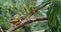 Colorful Panther Chameleon close up with green sunny nature bokeh background 4k or 4k+ Resolution