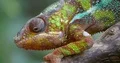Colorful Panther Chameleon close up with green sunny nature bokeh background 4k or 4k+ Resolution