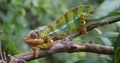 Colorful Panther Chameleon close up with green sunny nature bokeh background 4k or 4k+ Resolution
