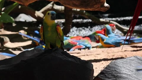 Colorful Parakeet 스톡 동영상 227575895