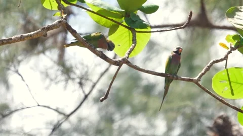 Colorful parakeets perched on tree branch in serene natural habitat Stock Footage 271479184