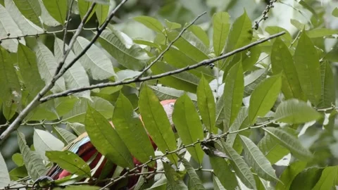 A colorful parrot in the amazon rainforest, hiding in tree while cleaning Stock Footage 282953454