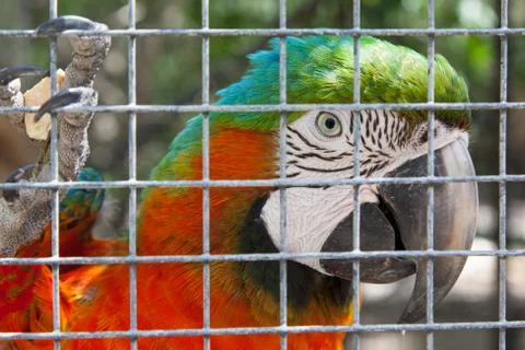 Colorful parrot in captivity Stock Illustration