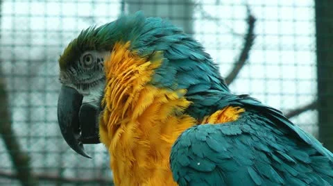 Colorful parrot closeup Stock Footage 20486785