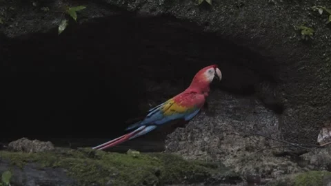 Colorful Parrot drinking on the ground in amazon rainforest Stock Footage 285859944