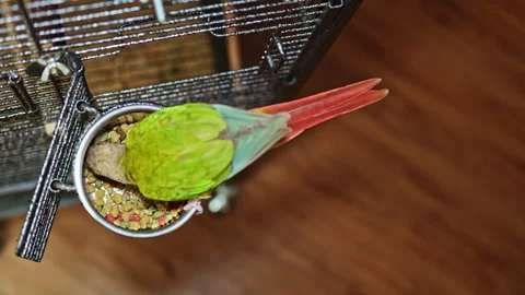 Colorful parrot eats from a bowl in a cage during the afternoon in a cozy indoor Stock Footage 337916796