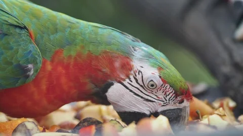Colorful parrot eats fruit in a tropical setting Video stock 340063045