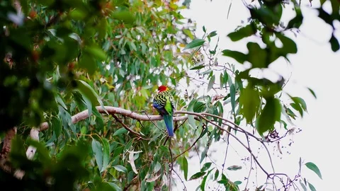 A colorful parrot on eucalyptus tree, wild nature background. Stock Footage 109275622