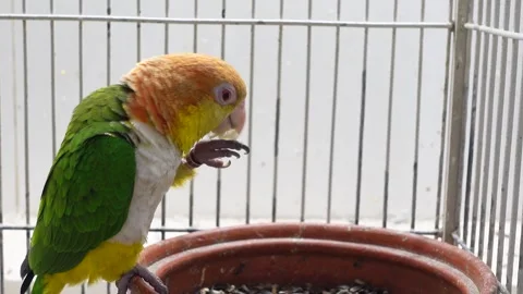 Colorful parrot explores its cage habitat in detail Stockbeeldmateriaal 312244272