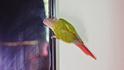 Colorful parrot explores window frame during daylight in indoor setting, Video stock 337933586