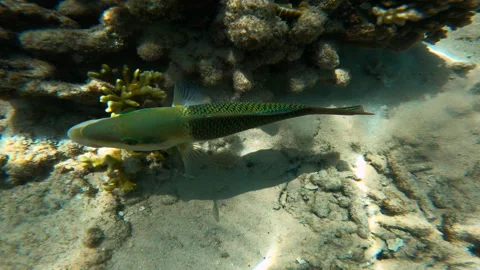 Colorful parrot fish chewing picks up coral and chews, Koh Tao Thailand Stock Footage 255546069