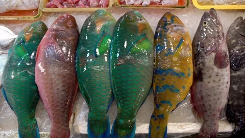 Colorful parrot fish lined up on ice at traditional market in Kaohsiung Taiwan 스톡 동영상 311816775