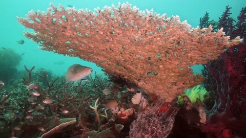 Colorful parrot fish under a table coral on a tropical coral reef Stock Footage 112919291