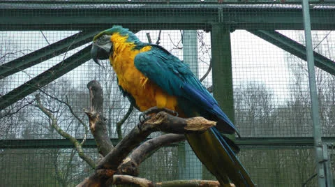 Colorful parrot Stock Footage 25234715