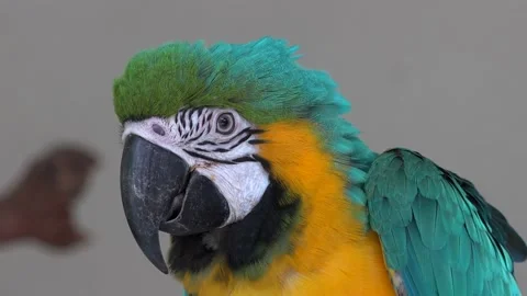 Colorful parrot Stock Footage 154115343