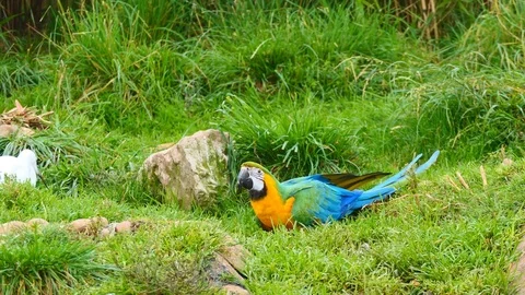A colorful parrot on the grass. Video stock 80283640