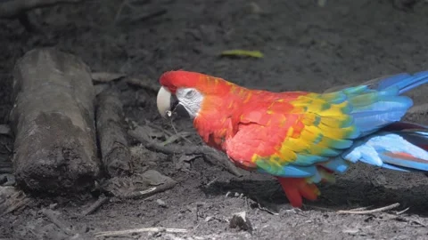 Colorful parrot in gray dirt Stock Footage