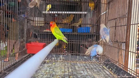 Colorful parrot inside birdcage 스톡 동영상 314146125
