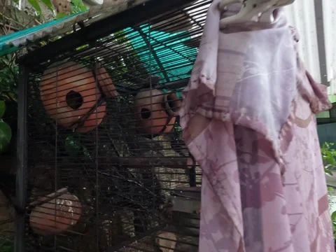 Colorful parrot inside clay nesting pots in large wire cage Stock-Footage 333198144