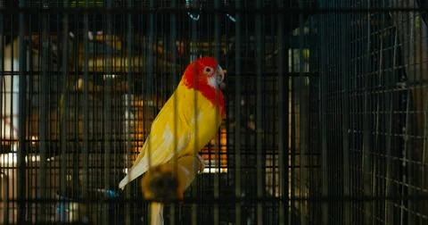 Colorful parrot interacts playfully inside its cozy cage environment Stock Photos