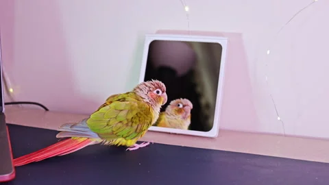 Colorful parrot looks at reflection in a small mirror on a desk in a cozy room Video stock 337912915