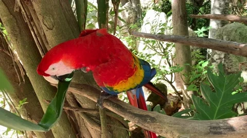 Colorful parrot nibbles on a leaf Video stock 233992276