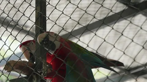 A colorful parrot perched inside an enclosure, showing its vibrant red, green Stock-Footage 317374312