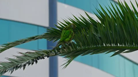 Colorful parrot perched on a palm tree branch, showing off its vibrant green Video stock 310330157